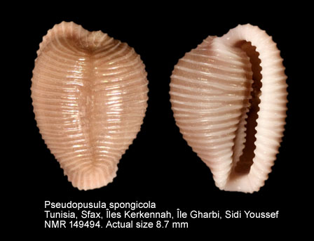 Pseudopusula spongicola (2).jpg - Pseudopusula spongicola (Monterosato,1923) 